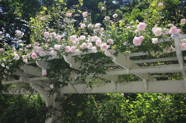 Le rose rampicanti sono perfette non solo per il pergolato, ma anche per aggiungere un tocco di classe a muretti, al patio e a qualsiasi angolo nel giardino