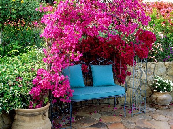 la Buganvillea: la sua fioritura è generosa e i fiori possono essere si svariate colorazioni (rosa, rosso, giallo, viola)