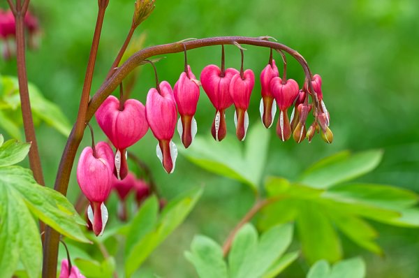 la Dicentra spectabilis è una rampicante dai suggestivi fiori a forma di cuore di colore rosa intenso, che sbocciano dall'inizio della primavera sino al termine dell'estate