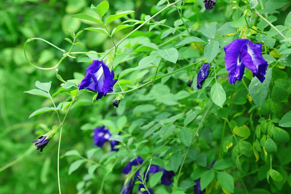 La Clitoria blu è una rampicante appartenente alla famiglia delle leguminose che non passa mai inosservata grazie agli appariscenti fiori di colore blu intenso