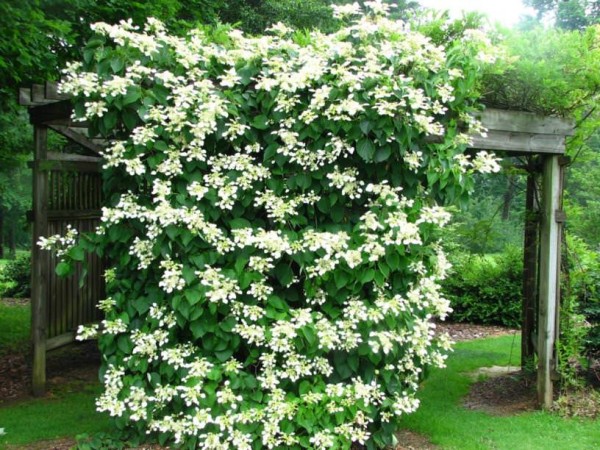 L'Ortensia rampicante è una pianta molto decorativa che produce una fioritura fitta e molto profumata dalla primavera alla fine dell'estate