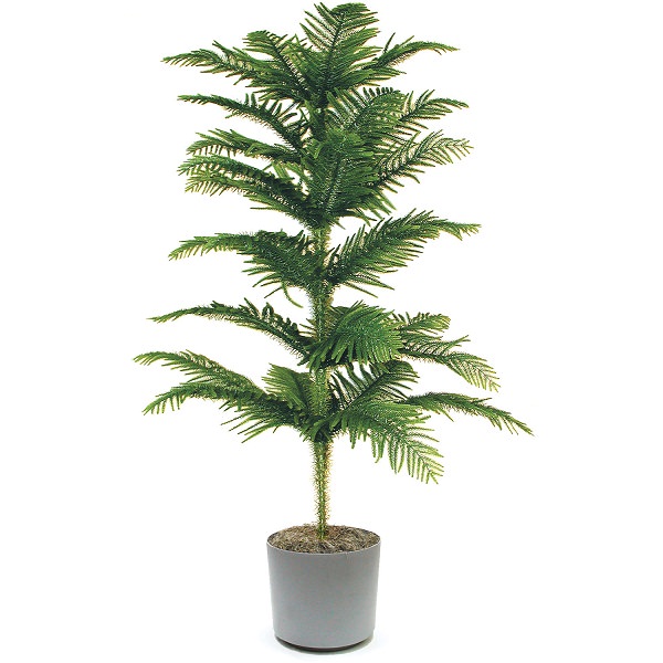 Il pino Norfolk è una pianta d’appartamento che cresce nel suo stato naturale sino a 65 metri di altezza e se coltivato in ambienti chiusi in un contenitore non supera i 2-3 metri di altezza