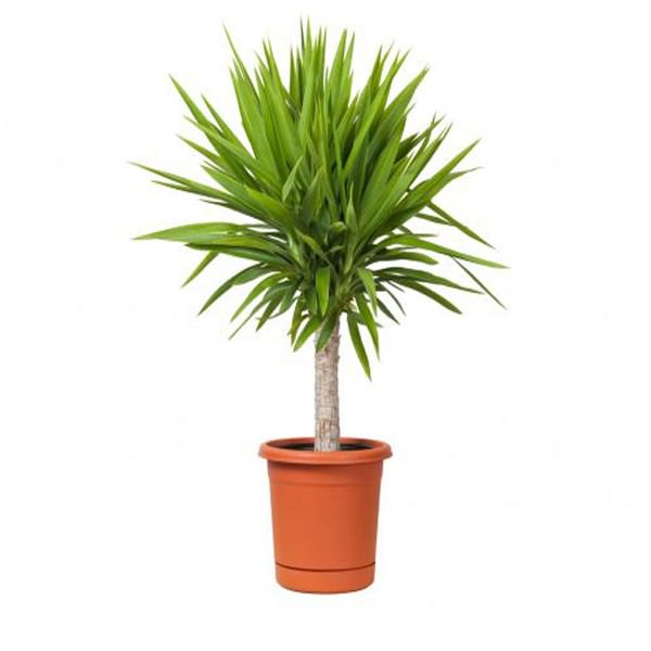 La Yucca è una pianta d’appartamento rustica che può essere coltivata sia in ambienti interni che esterni