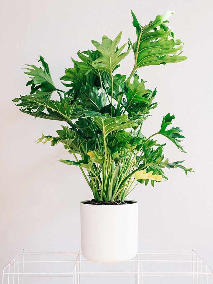 Il Filodendro è un genere di pianta d’appartamento che comprende molte specie differenti ideali per la coltivazione indoor