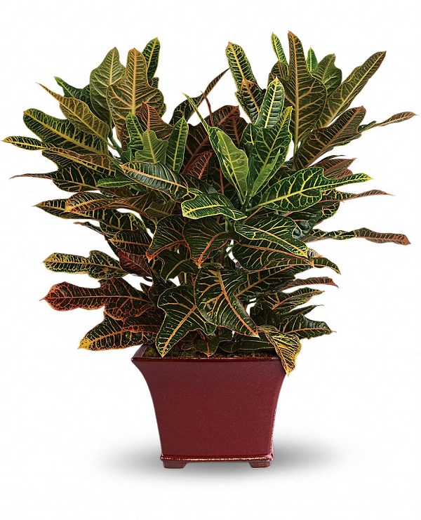 Il Croton è una pianta ornamentale molto apprezzata tra le piante d’appartamento di grandi dimensioni, soprattutto per la stupenda colorazione del fogliame