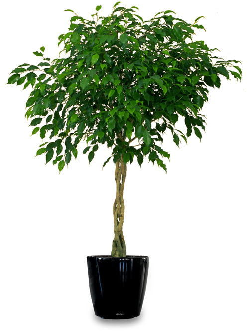 Il Ficus è un genere di pianta d’appartamento che comprende circa 800 specie originarie delle zone tropicali e subtropicali