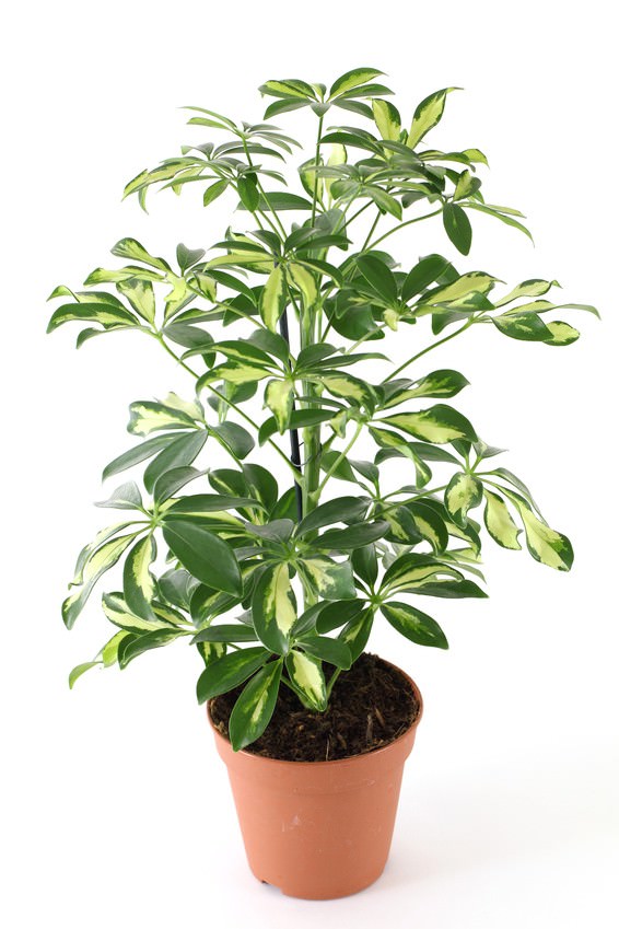 Le Schefflera sono specie molto apprezzato come piante d’appartamento di grandi dimensioni, soprattutto per il portamento e il fogliame variegato