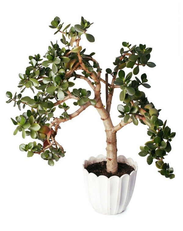 La Crassola ovata è una pianta d’appartamento succulenta che richiede pochissima manutenzione, si adatta alle diverse condizioni di luce e può raggiungere fino a 3 metri di altezza