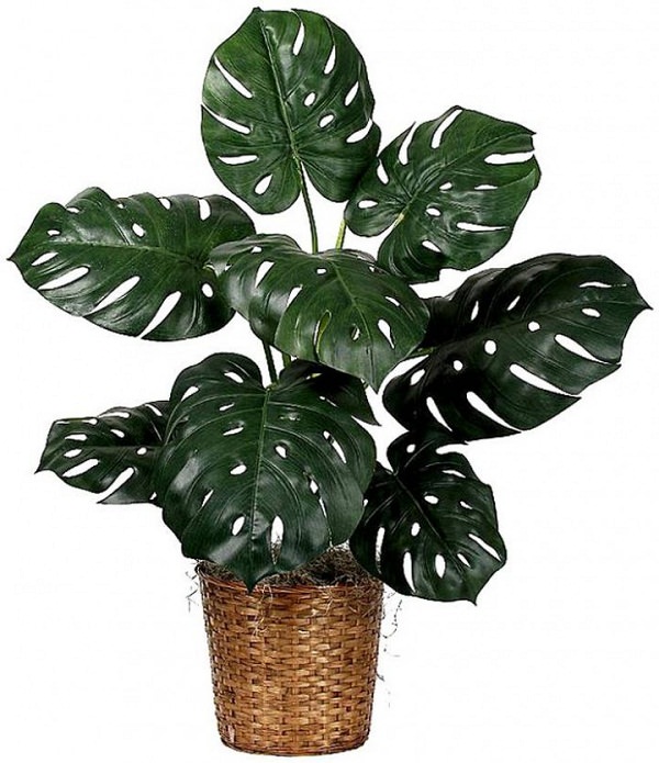 La Monstera è una pianta d’appartamento in grado di creare un bell’ambiente tropicale grazie alle sue grandi foglie appariscenti e lucide