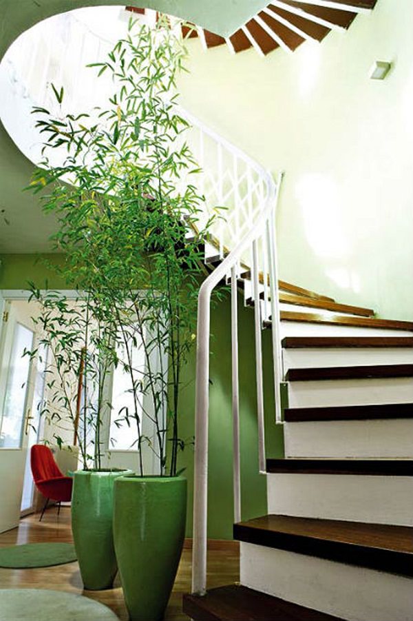 Anche il Bambù può essere coltivato in casa ed è una pianta perfetta per gli ambienti arredati in stile moderno e minimalista