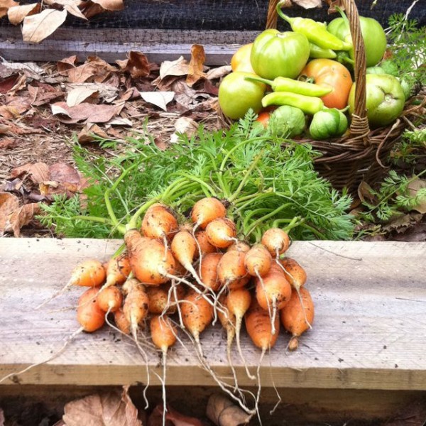 Ci sono molte varietà di carote nane che possono essere coltivate durante tutto l'anno, ad esempio la varietà “Amsterdam” e le sue selezioni quali la “Minicore”