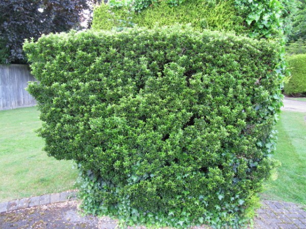 L'Evonimo, Euonymus alatus, è un genere che raggruppa diverse varietà di arbusti ed è ideale per sostituire il bosso