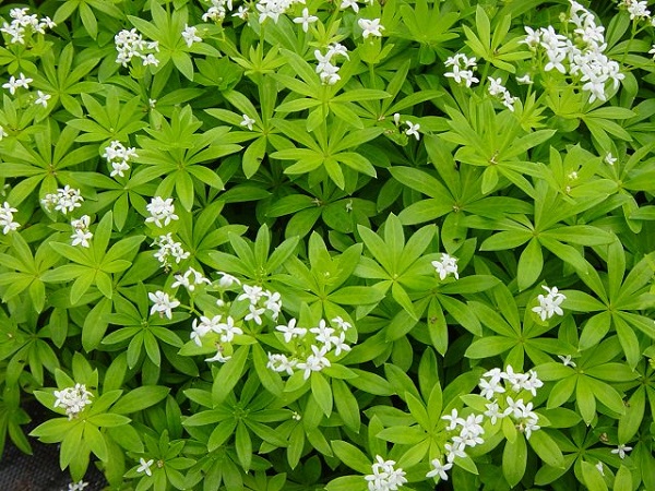 Il Galium odoratum, comunemente detto stellina odorosa o asperula, è un'erba molto comune in montagna e rappresenta un'ottima scelta come copertura