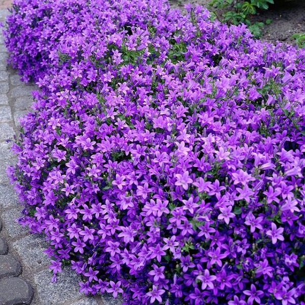 La Campanula portenschlagiana è una pianta in grado di formare un morbido tappeto di piccole foglie arrotondate con piccoli fiori stellati di una stupenda tonalità blu-viola
