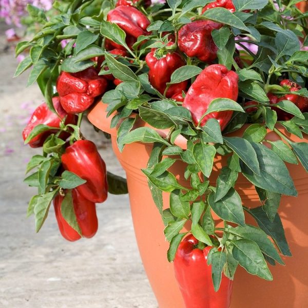 coltivare i peperoni in vaso