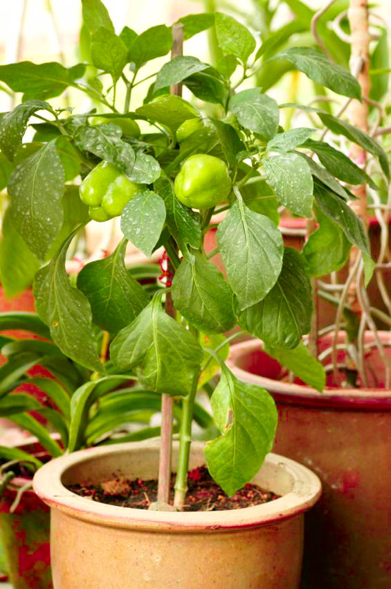 coltivare i peperoni in vaso