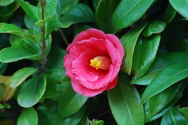La Camellia, meglio conosciuta come Camelia, è una pianta fiorita e sempreverde appartenente alla famiglia delle Theaceae; originaria dell'Asia orientale, è attualmente diffusa in tutto il Pianeta