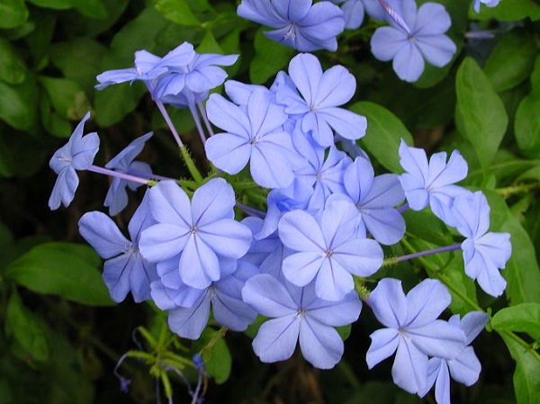 Le varietà del genere Plumbago, tra cui il Gelsomino Blu, possono essere rampicanti o cespugliose e sono piante davvero molto resistenti