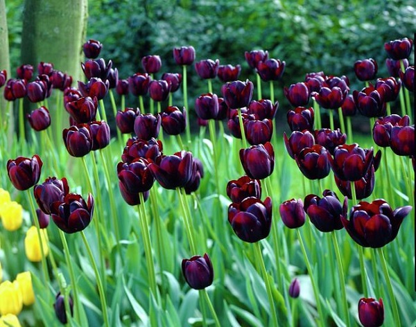 Il tulipano nero “Regina della Notte” è una specie molto apprezzata