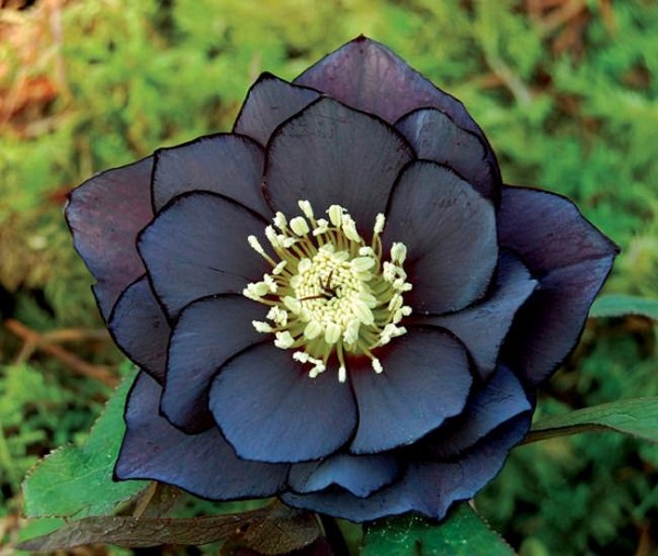 L'Elleboro nero “Onyx Odyssey” è un fiore molto apprezzato per via della sua simmetria e delle dimensioni