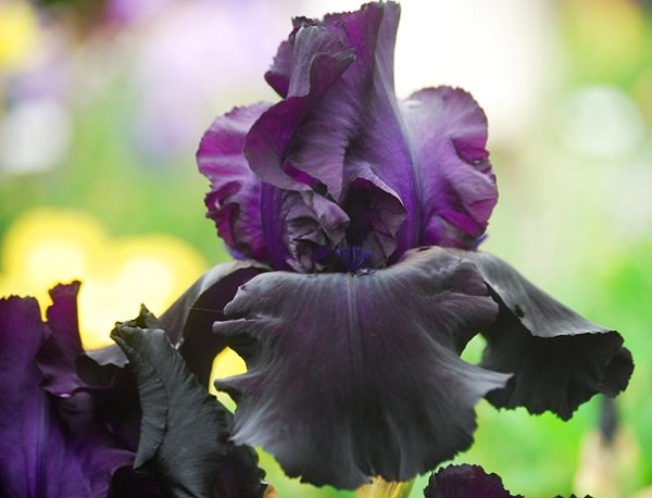 Il Giglio “Before the Storm” è un fiore leggermente profumato e quasi nero, che necessita una posizione soleggiata e un terreno ben drenato