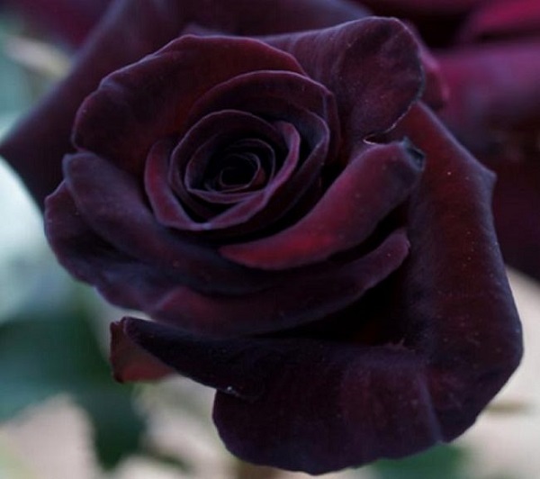La rosa “Black Baccara” è un fiore davvero impressionante per la sua dimensione, nonché per il colore e l'aroma