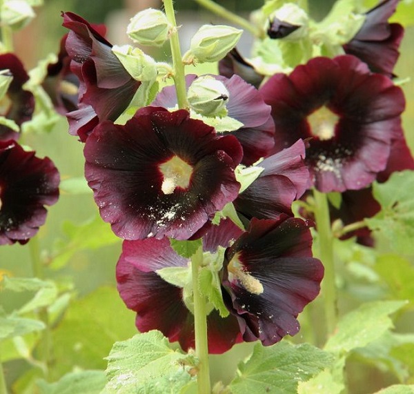 La Malva nera è una pianta eccezionale sia per la sua altezza che per la fioritura e la resistenza
