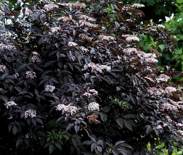 Esiste anche una varietà di sambuco che presenta foglie di colore viola-nero, fiori rosa e frutti commestibili e succosi