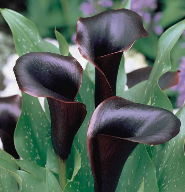 La Calla “Black Star” è un altro esempio di fiore quasi totalmente nero che si distingue in maniera davvero accattivante tra l'abbondante fogliame verde
