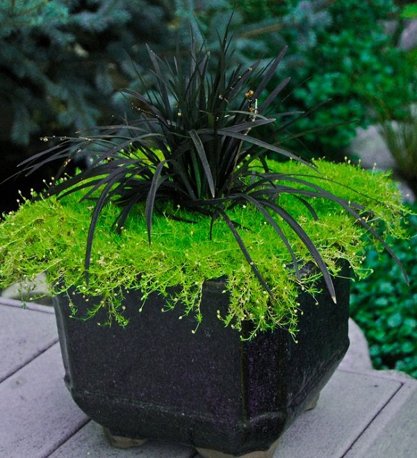 L'Ophiopogon planiscapus Nigrescens, detto anche “pianta nera”, è una specie molto utilizzata come ornamentale soprattutto in Giappone