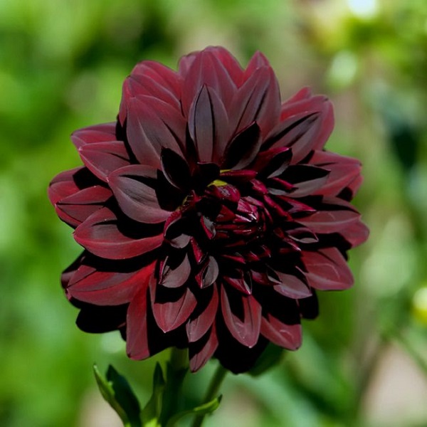 La Dahlia “Arabian Nigh” sembra davvero nera in ombra; si tratta di una pianta che richiede la coltivazione in pieno sole
