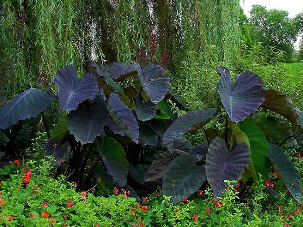 La Colocasia “Black Magic” è una pianta tropicale che richiede elevate temperature