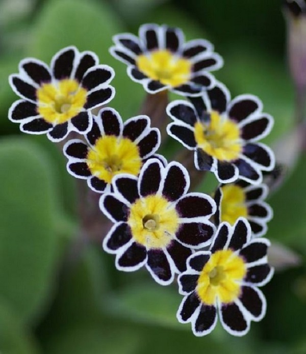 La Primula “Victoriana Lace Silver Black” è una coltivazione tra le più rare ed affascinanti che si possano tentare