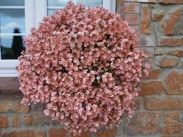 La Diascia, o Regina rosa, è una pianta perenne di breve durata per cui è di solito coltivata come annuale