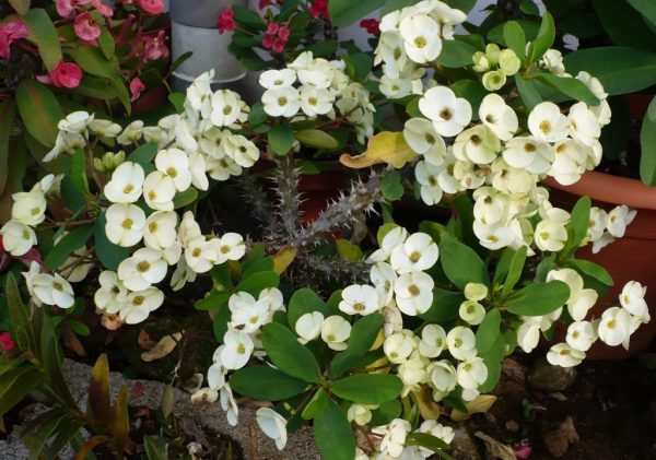 El cultivo de la corona de espinas Corono de espinas