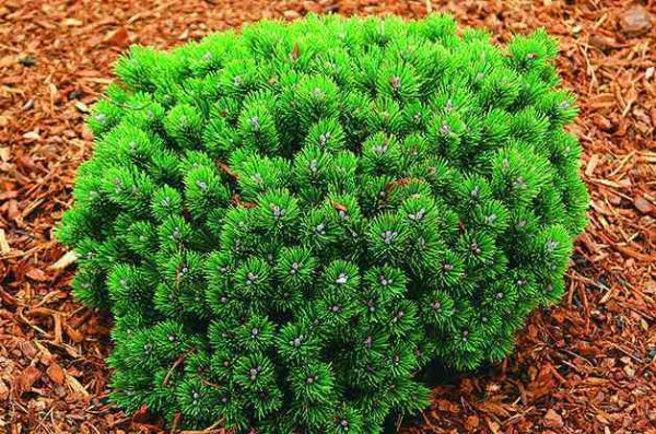 Il pino mugo, Pinus mugo, è un arbusto sempreverde che in genere non supera i 3 metri di altezza