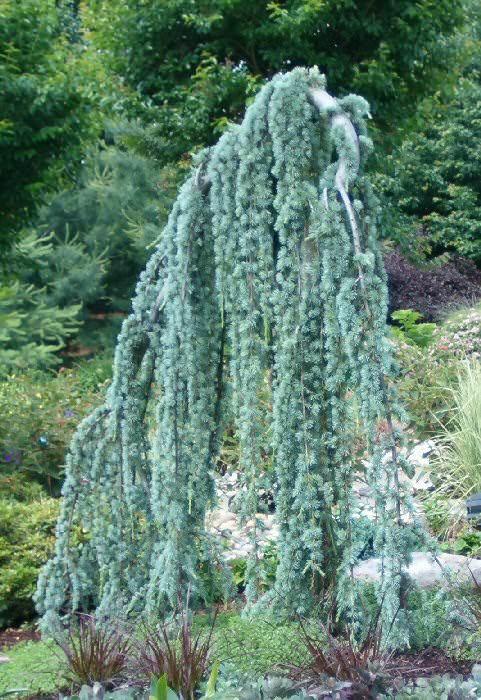 Il cedro dell'Atlante (Cedrus atlantica), è un albero appartenente alla famiglia delle Pinaceae