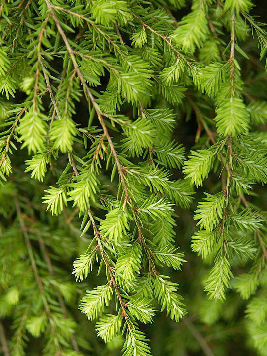 La Tsuga canadensis, appartenente al genere delle Pinacee, una grande famiglia che comprende conifere sempreverdi originarie del Nord America e dell'Asia dalle notevoli dimensioni