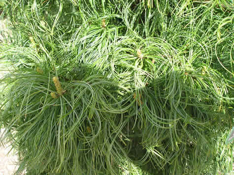 Il pino strobo, detto anche pino bianco americano, è una grande conifera originaria del Nord America