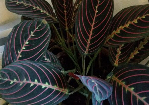 La Maranta leuconeura è una pianta d'appartamento che a seconda della varietà può avere fogliame verde oppure viola