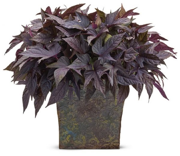 Una varietà di Ipomoea, la “Sweet Caroline Purple”, ha tonalità davvero spettacolari, una crescita compatta e una ottima resistenza