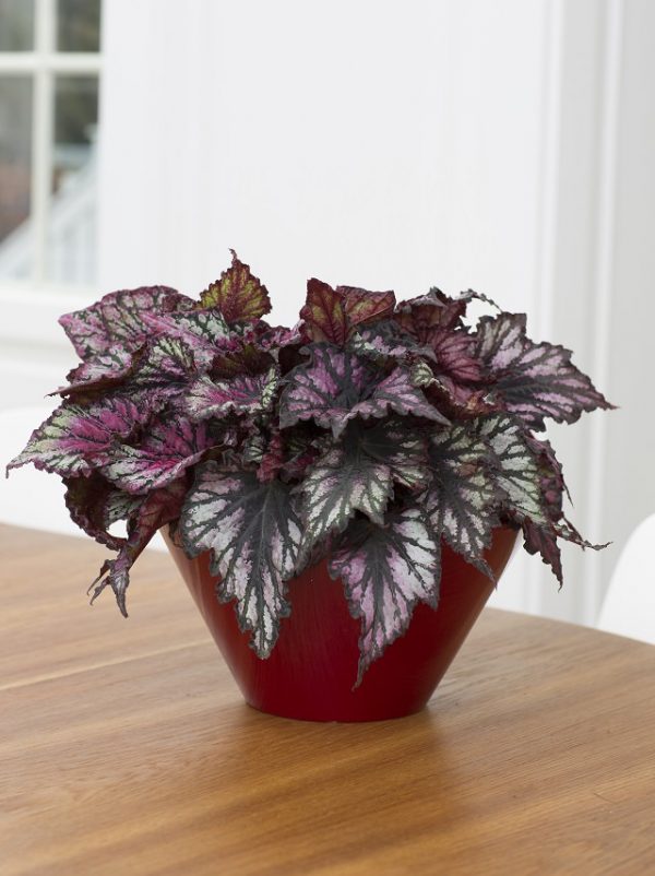 La Begonia rex è una pianta d'appartamento molto apprezzata per via del suo fogliame