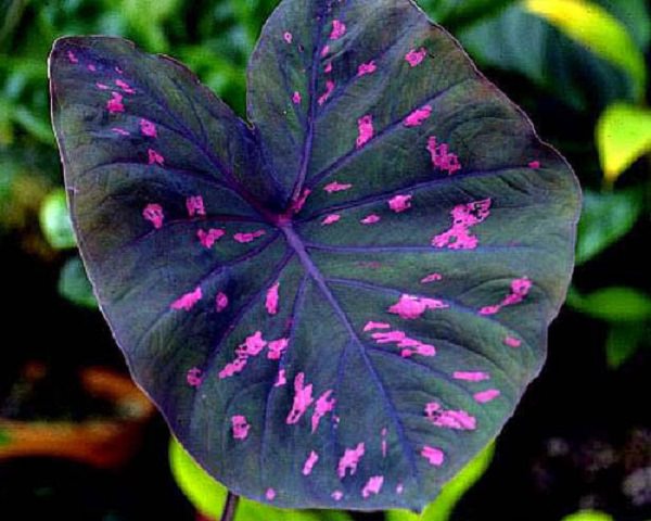 Il genere Caladium è una grande famiglia di piante provenienti dal Brasile, di cui esistono varietà di differente colorazione