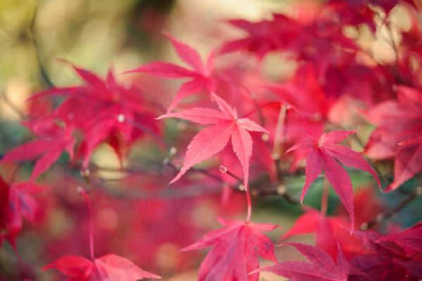 L'acero rosso, acer palmatum, chiamato anche acero giapponese, è una pianta tipica del giardino zen