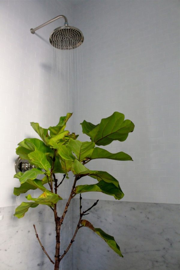 pianta indoor