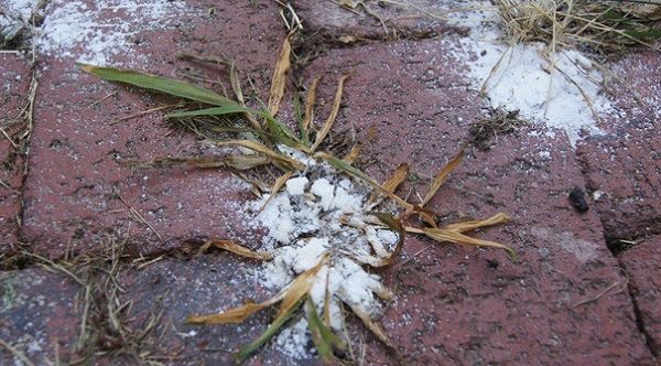 La proprietà erbicida del sale è stato sfruttata per anni; il sale è in grado di cambiare il pH ottimale del terreno e uccidere le piante privandole del loro contenuto di acqua
