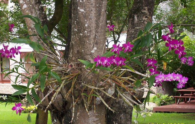 Orquídeas Epifitas