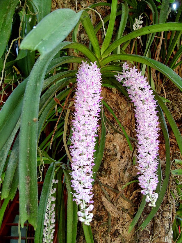 orquideas parasitas