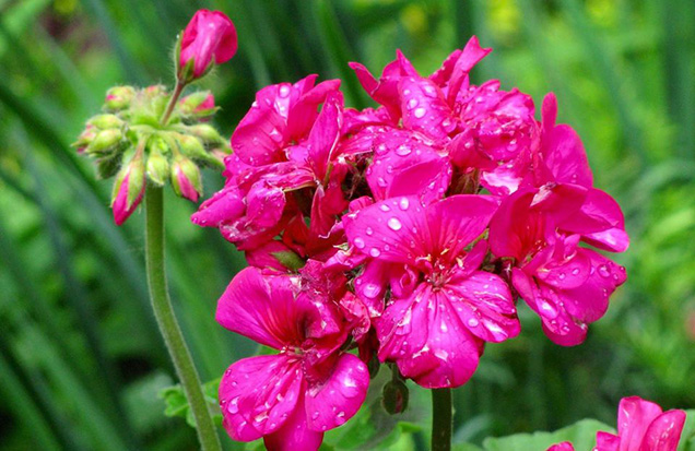 las-mejores-plantas-de-flor-para-alergicos-09.jpg