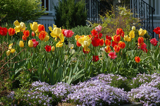 na linea di tulipani di diversi colori accostati da una pianta fiorita dalla crescita strisciante